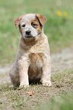 BOUVIER AUSTRALIEN 184
